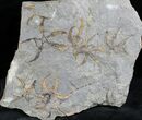 Ordovician Aged Brittle Stars Mortality Plate #28034-1